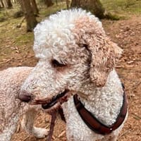 JUPP schöner Mann sucht schönes Zuhause, Hund zur Adoption