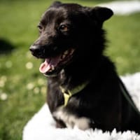 Merino  ein Lächeln, das Herzen öffnet, Hund zur Adoption