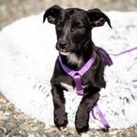 Mausi wünscht sich ein Forever Home..., Hündin zur Adoption