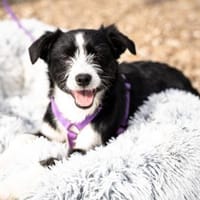 Esina  ein kleines Herz auf der Suche, Hündin zur Adoption