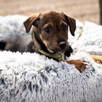 Ein großes Herz namens Elmino..., Hund zur Adoption