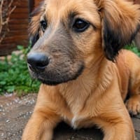 kleiner, lustiger Ulli 🥰, Hund zur Adoption