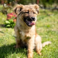 Lexino möchte endlich ankommen ,,,, Hündin zur Adoption