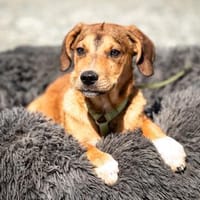 Akino such seine Herzensmenschen..., Hund zur Adoption