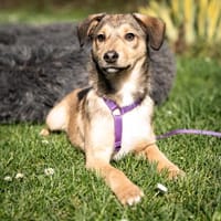 Mera möchte ihr Herz verschenken..., Hündin zur Adoption