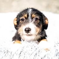 Bambino sucht liebevolles zu Hause..., Hund zur Adoption