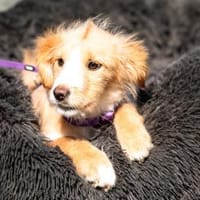 Isana sucht ihre LIEBLINGSMENSCHEN, Hündin zur Adoption