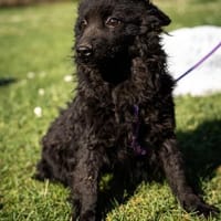 Yukina unsere kleine Schönheit..., Hündin zur Adoption