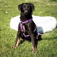 Mikana möchte mit Dir die Welt entdecken, Hündin zur Adoption