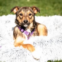 Darf ich vorstellen Prinzessin Leila, Hund zur Adoption