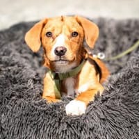 Marley sucht seine Menschen..., Hund zur Adoption