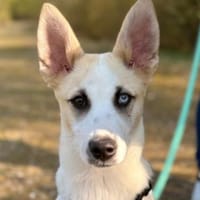 Maple, geb. 12/2025, 52531 Übach-Palenb., Hündin zur Adoption