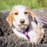 Rina sucht ihre Menschen..., Hündin zur Adoption