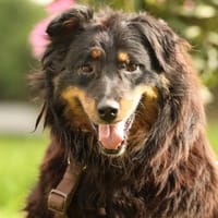 Wer schenkt HOLLY ein schönes Zuha, Hündin zur Adoption