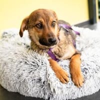 liebenswerte kleine - Serina, Hündin zur Adoption