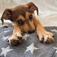 Anabella unser Herzenshund..., Hündin zur Adoption