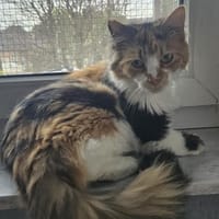 Karrie, Katze zur Adoption