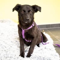 Beauty sucht ihr Glück...., Hündin zur Adoption