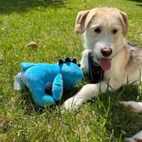 Lasko sucht ein Zuhause..., Hund zur Adoption