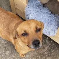 Jördis - Die kleine Mama 🥹, Hündin zur Adoption