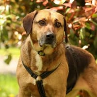 Jango sucht sein Für-Immer-Zuhause!, Hund zur Adoption
