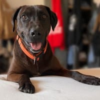 Liebenswerter Betjar wartet auf Euch, Hund zur Adoption