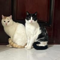 Bounty & Raffaelo Süßes Dreamteam, Kater zur Adoption