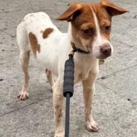 4 Junghunde suchen ihr Glück, Hund zur Adoption