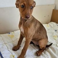 Pumpkin sucht ihr Zuhause für Immer, Hündin zur Adoption