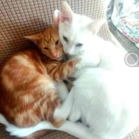 Borat & Johnny Dreamteam sucht Familie, Kater zur Adoption