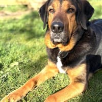 Abe - loyaler Freund für Hundeerfahrene, Hund zur Adoption