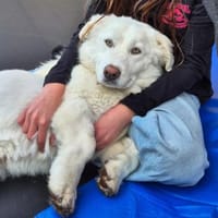 Tamy - eine tapfere Überlebenskünstlerin, Hündin zur Adoption