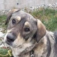 Aufgeweckter Nabaro sucht seine Familie!, Hund zur Adoption
