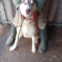 Aladar junger Huskyrüde sucht zuhause, Hund zur Adoption