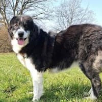 Traumhündin Gracia hofft auf ihre Chance, Hündin zur Adoption