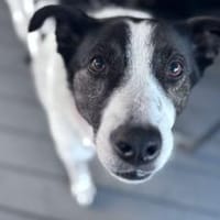 Cersei sucht Familienanschluss, Hündin zur Adoption