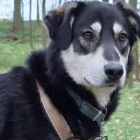 Simba möchte endlich gesehen werden, Hund zur Adoption