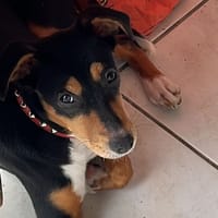 SAMBA QCN (a trouvé sa famille), chienne à adopter