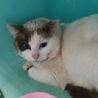 SPARROW QCT, chatte à adopter