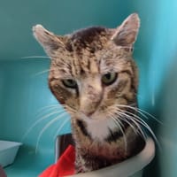 DAVEY JONES QCT, chat à adopter