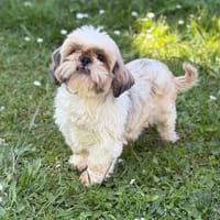 Rebane CAA15133, chienne à adopter