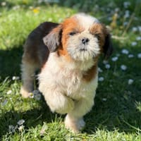 Atis CAA15143, chien à adopter