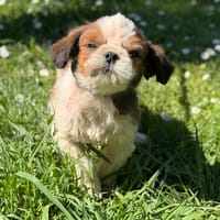 Atus CAA15144, chien à adopter
