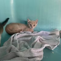 GAÏTA, chatte à adopter