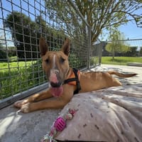 VINO, chien à adopter