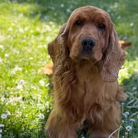 Pain d'epice CAA15134, chien à adopter