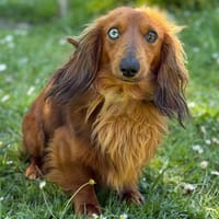 Tandem CAA15137, chien à adopter