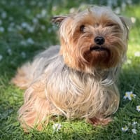 Rymelle CAA15145, chienne à adopter