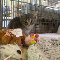 CARILLON, chat à adopter