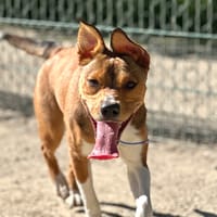 TALOA, chienne à adopter